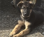Small Photo #4 German Shepherd Dog Puppy For Sale in SUMPTER TWP, MI, USA