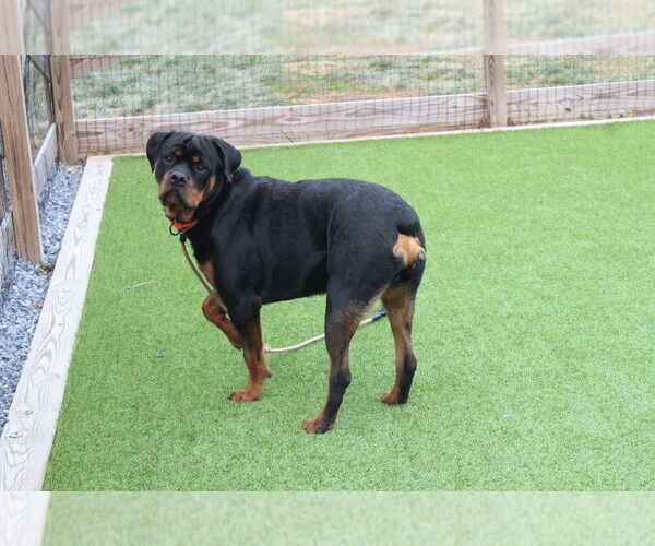 Medium Photo #1 Rottweiler Puppy For Sale in Chestertown, MD, USA