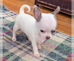 Puppy Elsa Chihuahua