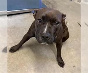 Mutt Dogs for adoption in Camarillo, CA, USA