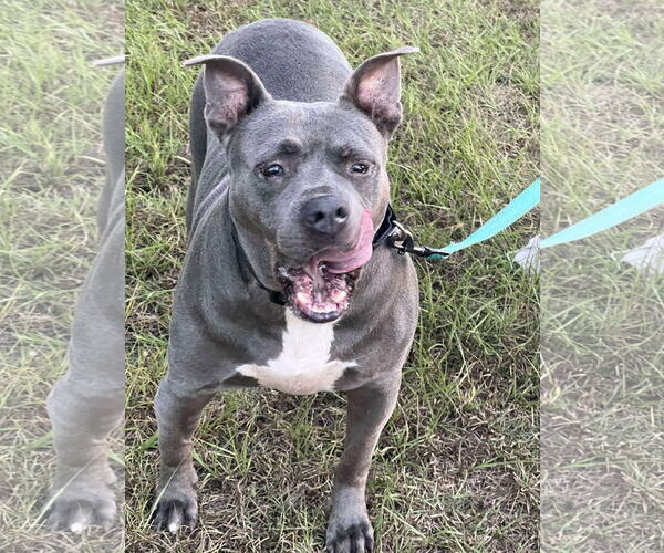 Medium Photo #2 American Staffordshire Terrier-Unknown Mix Puppy For Sale in Sheboygan, WI, USA
