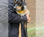 Small #7 Doberman Pinscher-Retriever  Mix