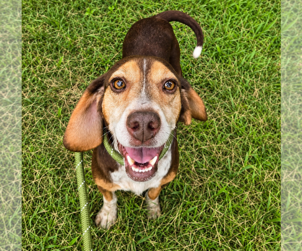 Medium Photo #1 Beagle Puppy For Sale in Dunnellon, FL, USA