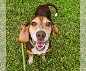 Beagle Dogs for adoption in Dunnellon, FL, USA