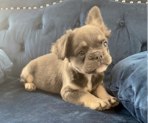 French Bulldog Puppy for sale in LOUISVILLE, KY, USA