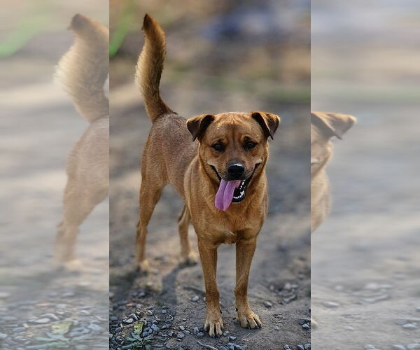 Medium Photo #2 Mutt Puppy For Sale in Tracy City, TN, USA