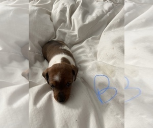 Dachshund Puppy for sale in DOUGLAS, GA, USA