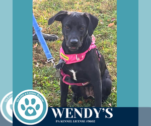 Labrador Retriever-Unknown Mix Dogs for adoption in Kimberton, PA, USA