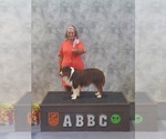 Small Photo #1 Miniature American Shepherd Puppy For Sale in MONTGOMERY CITY, MO, USA