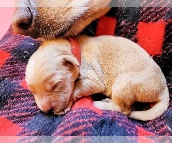 Medium Photo #3 Golden Retriever Puppy For Sale in AUSTIN, TX, USA
