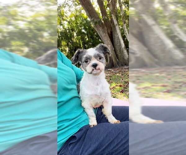 Medium Photo #5 Shih Tzu Puppy For Sale in Weston, FL, USA
