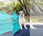 Small #4 Shih Tzu