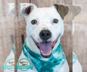 Bulldog-Unknown Mix Dogs for adoption in Kennesaw, GA, USA