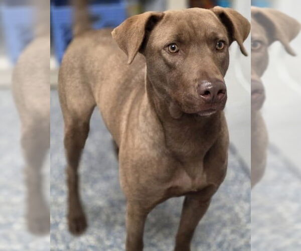 Medium Photo #4 Chesapeake Bay Retriever-Unknown Mix Puppy For Sale in Brewster, NY, USA