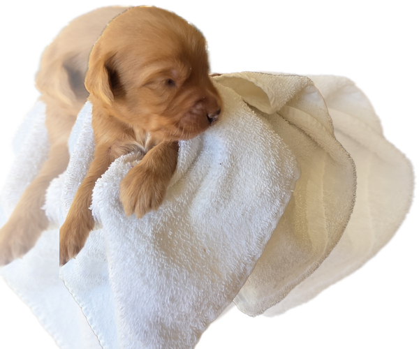 Medium Photo #4 Labradoodle Puppy For Sale in ALBUQUERQUE, NM, USA