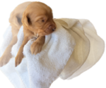 Small #3 Labradoodle