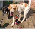 Small #8 Great Pyrenees-Retriever  Mix