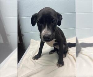 EGGO - Male Mutt Dog for Adoption - Photo #3