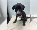 Small Photo #3 Mutt Puppy For Sale in Tulsa, OK, USA