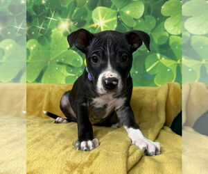 Mutt Dogs for adoption in Plainfield, IL, USA