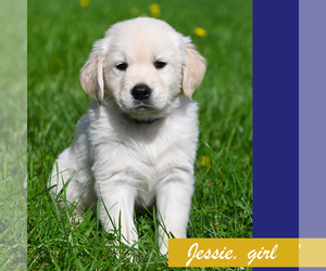 Golden Retriever Puppy for sale in OTTUMWA, IA, USA