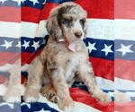 Small #7 Poodle (Standard)
