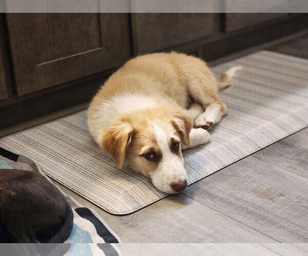 Medium Photo #6 Border Collie Puppy For Sale in Paso Robles, CA, USA