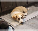 Small #5 Border Collie