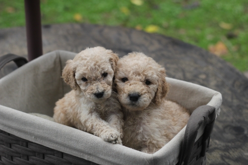 Medium Photo #1 Poodle (Standard) Puppy For Sale in Citrus Heights, CA, USA