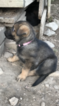 Small Photo #7 German Shepherd Dog Puppy For Sale in GLADE SPRING, VA, USA