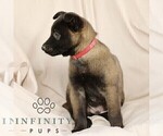 Small #3 Belgian Malinois