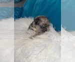 Small #10 English Bulldog