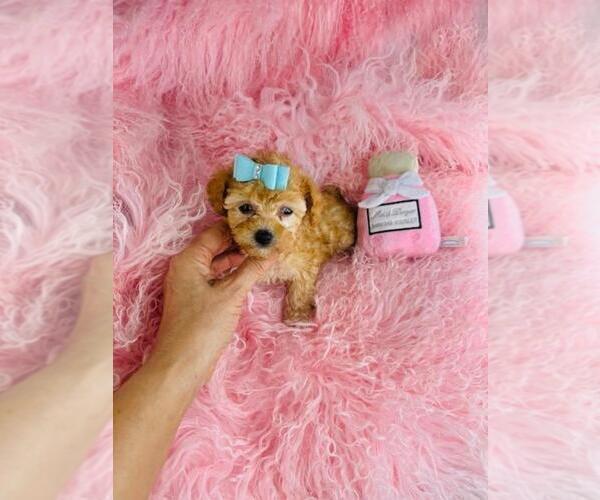 Medium Photo #12 Poodle (Toy) Puppy For Sale in TAMPA, FL, USA
