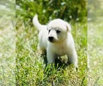 Small #3 German Shepherd Dog