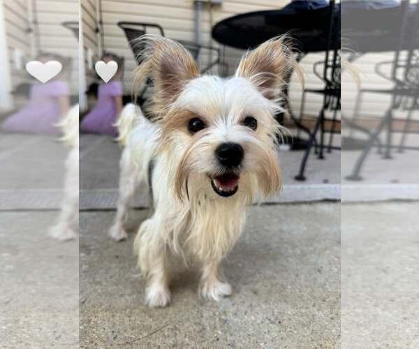 Medium Photo #1 Mutt Puppy For Sale in Greenville, SC, USA