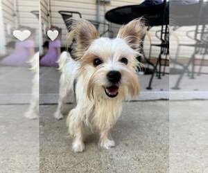 Mutt Dogs for adoption in Greenville, SC, USA