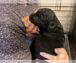 Small #3 Labradoodle