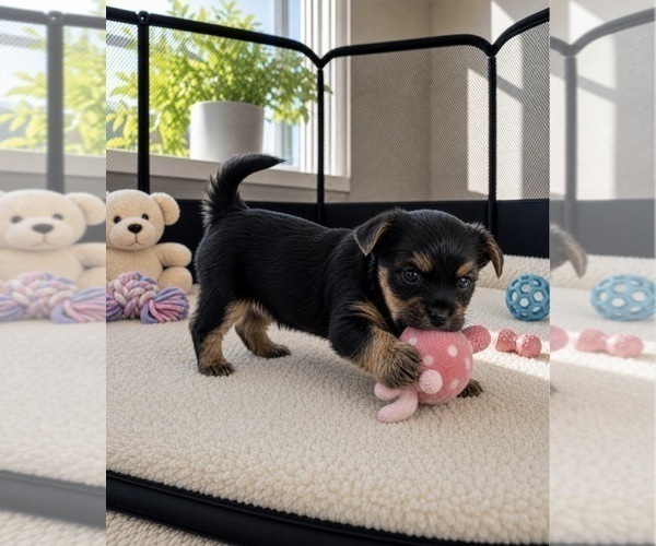 Medium Photo #2 Morkie Puppy For Sale in CHICAGO, IL, USA