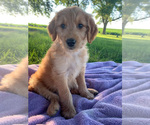 Small Photo #1 Goldendoodle Puppy For Sale in HOPKINTON, IA, USA