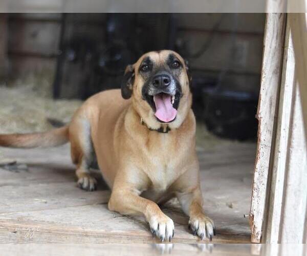 Medium Photo #3 Black Mouth Cur-Labrador Retriever Mix Puppy For Sale in Brewster, NY, USA