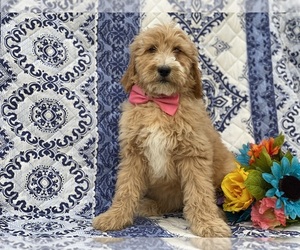 Goldendoodle Puppy for sale in LANCASTER, PA, USA