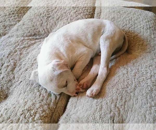 Medium Photo #8 Mutt Puppy For Sale in Princeton, MN, USA