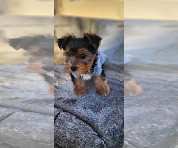 Medium Photo #1 Yorkshire Terrier Puppy For Sale in CO SPGS, CO, USA