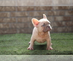 Small #2 French Bulldog