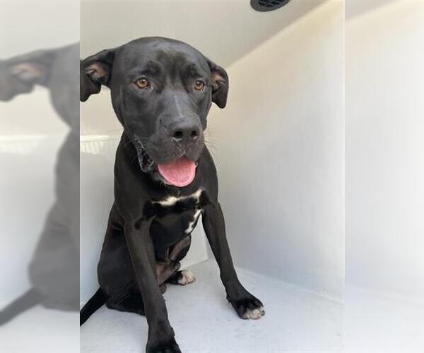 Medium Photo #1 American Pit Bull Terrier-Labrador Retriever Mix Puppy For Sale in Houston, TX, USA