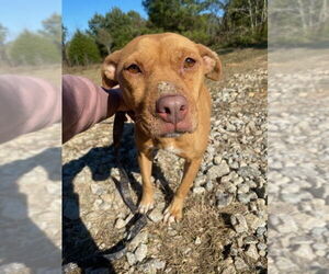 Mutt Dogs for adoption in McCormick, SC, USA