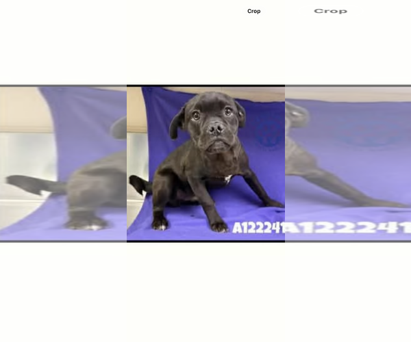 Medium Photo #4 Pug-Unknown Mix Puppy For Sale in San Diego, CA, USA