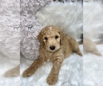 Small #21 Aussiedoodle-Goldendoodle Mix