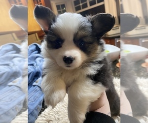 Pembroke Welsh Corgi Puppy for sale in AMITY, OR, USA