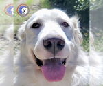 Small #5 Great Pyrenees